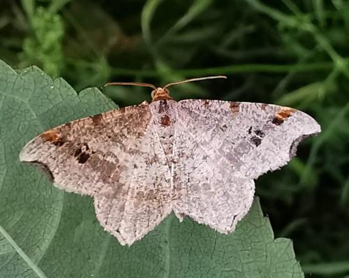 Macaria alternata